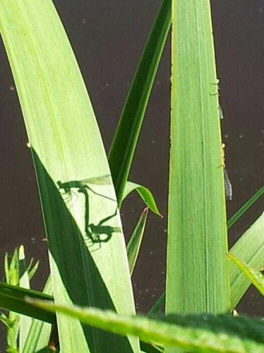 pose in front of the mirror (from the camera)